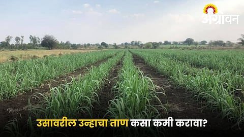 Improving sugarcane yield during heat stress