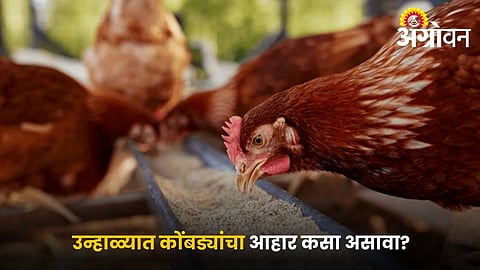 Heat Stress in Poultry: Important Summer Feeding Tips for Farmers