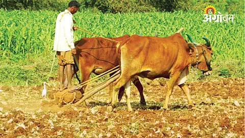 Economic Survey Highlights Agricultural Decline, Budget Lacks Concrete Measures