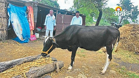 Sudden Death in Dairy Cows Linked to Rumen Alkalosis