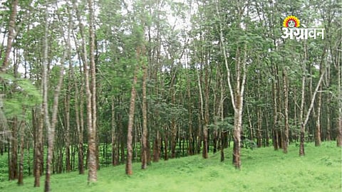 Forest Rights Act 2006 Still Not Fully Understood at Grassroots Level