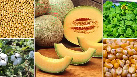 Daily agriculture commodity market update India