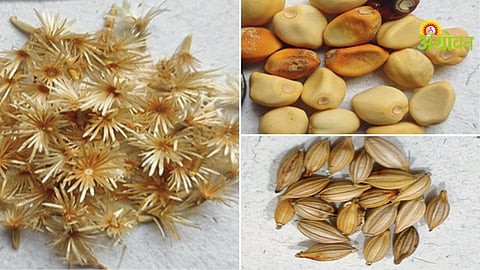 Seed bank initiative for wild vegetable conservation