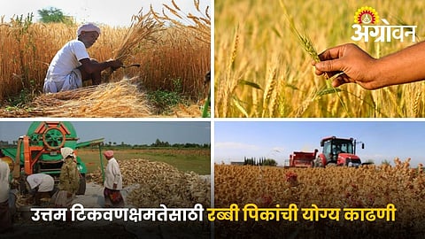 Best time to harvest Rabicrop