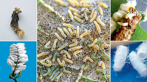 Role of Cotesia parasitoid in biological pest control