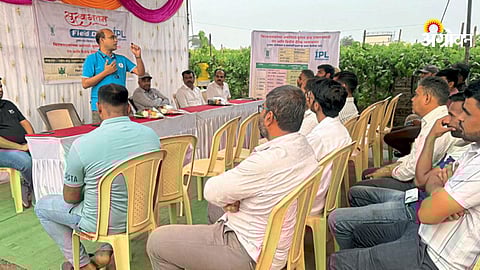 Grape pest and disease biological control methods