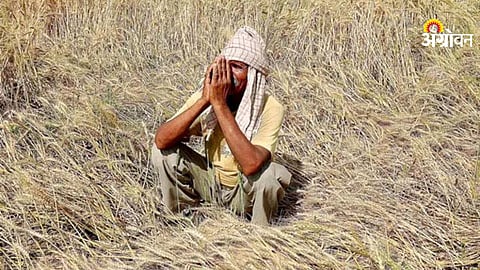 Farmer suicide cases in Maharashtra agriculture crisis