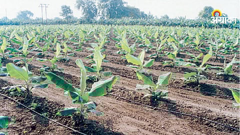 Banana farming techniques and yield improvement