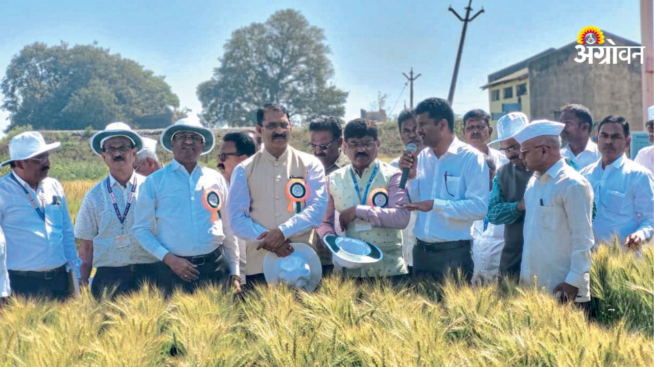 Wheat crop management for higher productivity