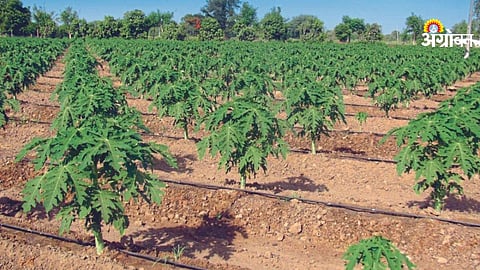 Early papaya cultivation in Khandesh Maharashtra