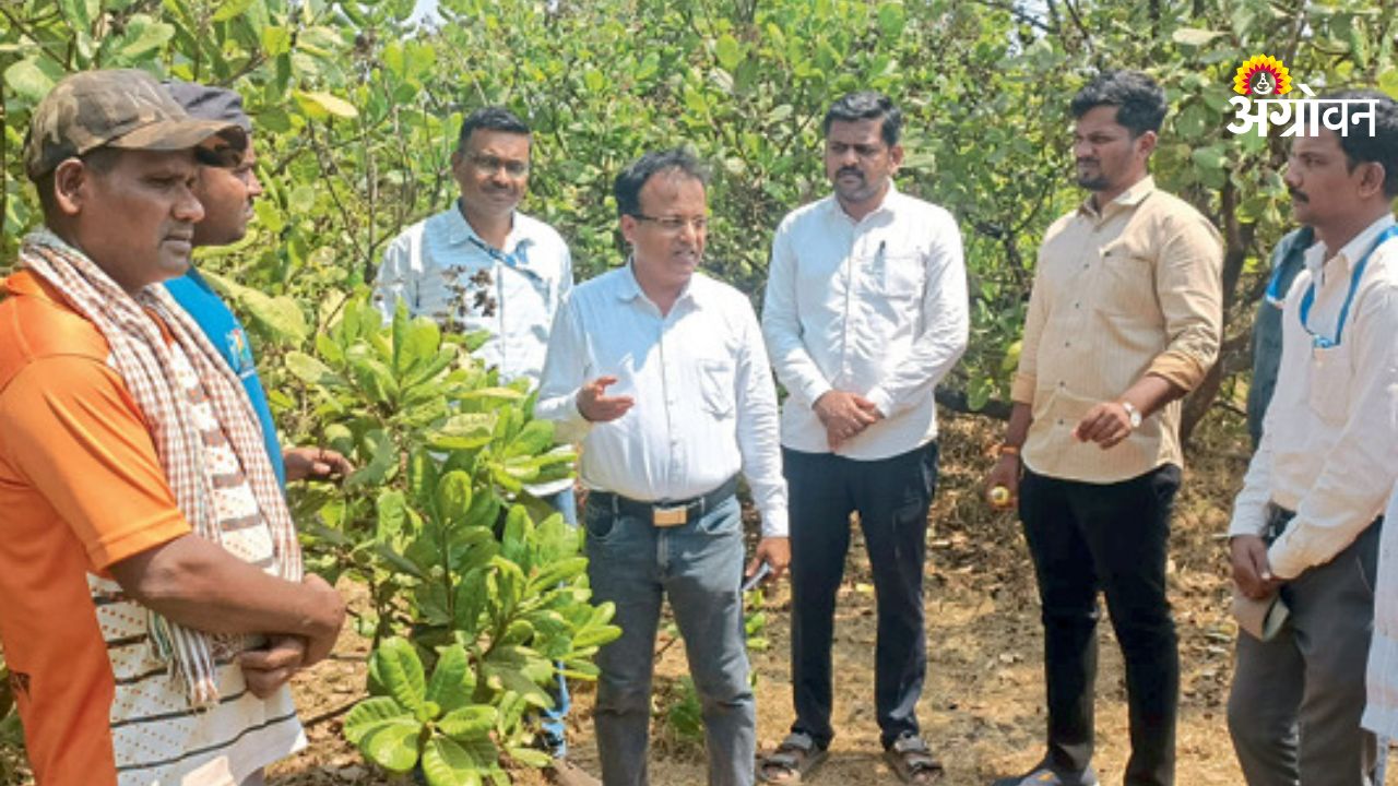 Agriculture department inspection of cashew orchards