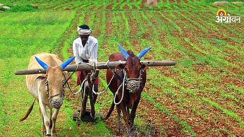 Rabi sowing and e crop survey data