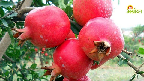 Hasta bahar pomegranate crop damage in Maharashtra