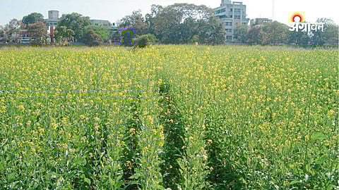 high level ministers group on GM food crops in India