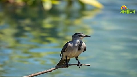 Environmental Conservation