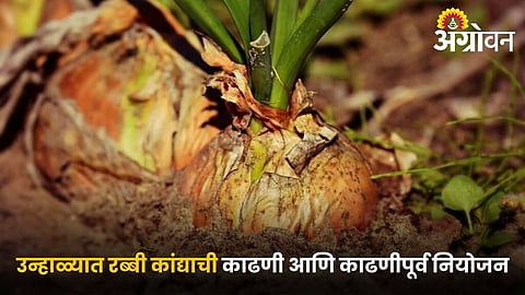 Signs of onion maturity before harvesting