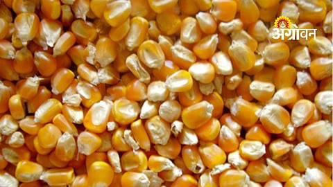 maize procurement quota increase demand Solapur
