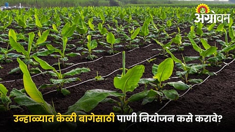 Water Irrigation Management for Banana crop in summer