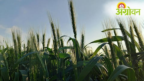 Punjab Agriculture Budget