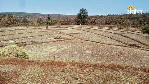 Impact of wild animals on farming in Maharashtra hill regions