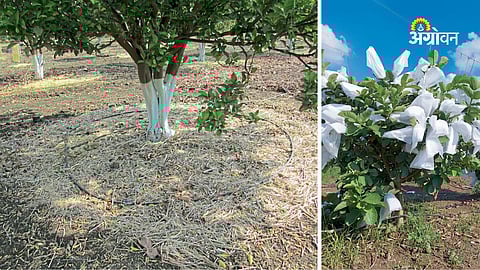 Effect of temperature fluctuations on fruit crops