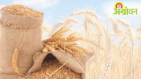 Wheat Procurement