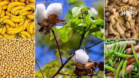 Daily mandi rates for major crops in India