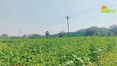 Vegetable Farming