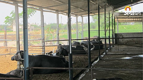 Summer livestock management tips for dairy farmers