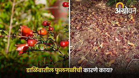 Causes of flower drop in pomegranate trees