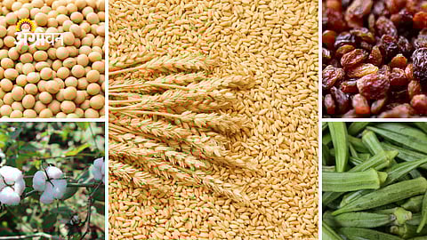 Daily agri commodity price update India