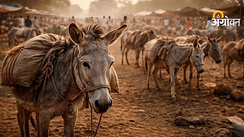 Decline in donkey population in India over the last decade