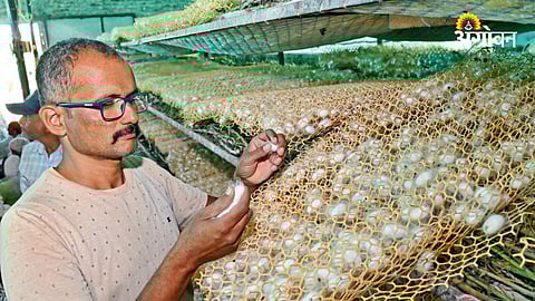 Successful sericulture farming practices in Maharashtra