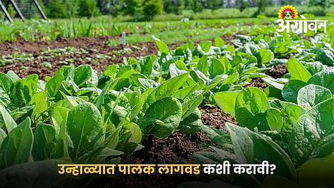 Spinach cultivation practices for farmers