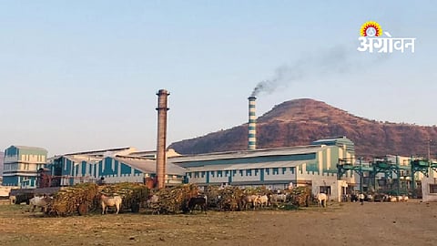 Satara district sugar crushing season statistics