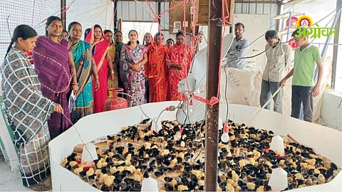 Agri Industry Development