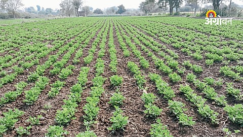 groundnut cultivation success story in Maharashtra