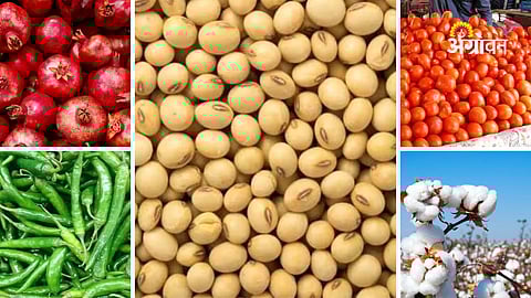 soybean price fluctuation in Maharashtra markets