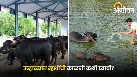 Summer care tips for dairy animals