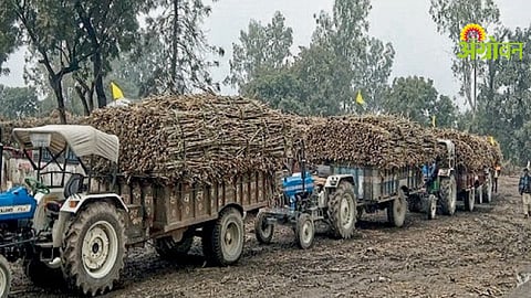 Sugarcane Contractor Fraud