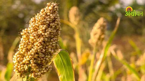 summer crops cultivation in Marathwada districts