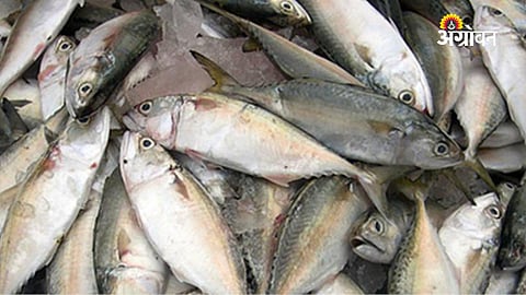 fish price increase in Sindhudurg Maharashtra