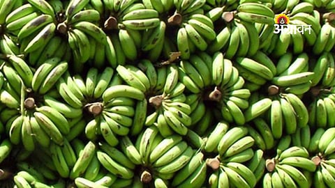 Banana price trend in Khandesh Jalgaon market