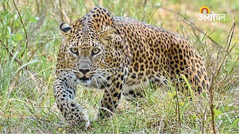 proposal to move leopard from schedule 1 to schedule 2 India