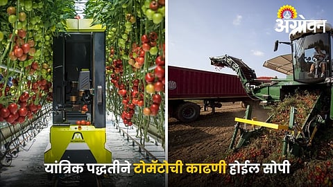 Mechanical harvesting methods for processing tomatoes