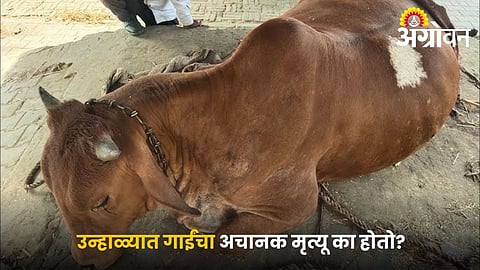 High protein diet effects on dairy cows Rumen alkalosis