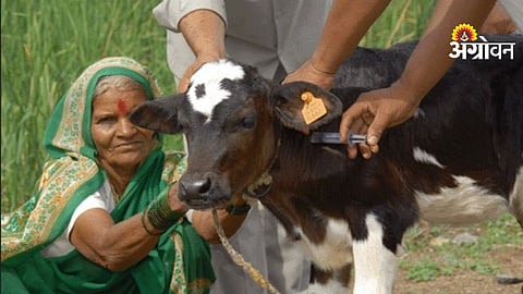 Animal Health Services