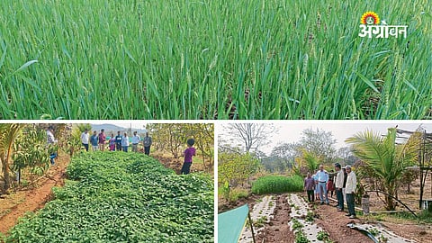 Alternative crop cultivation in hilly regions Maharashtra