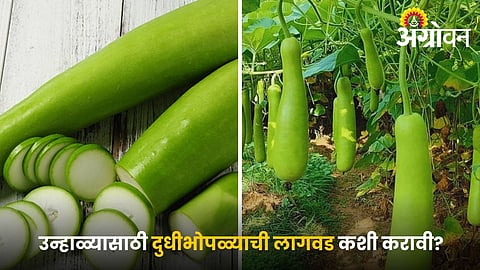 Profitable bottle gourd farming practices