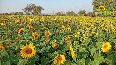 Sunflower Farming